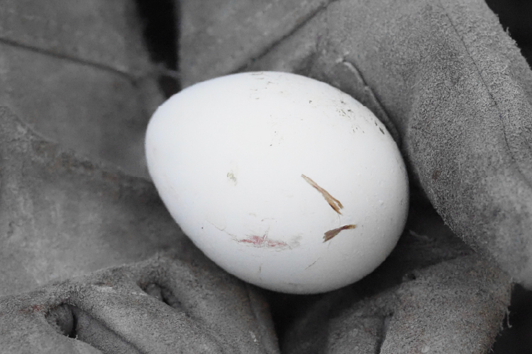 マゼランペンギンの卵