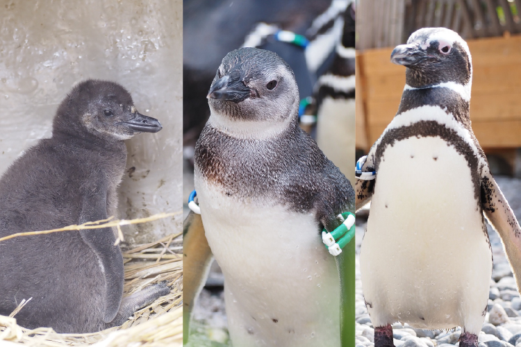 マゼランペンギンの成長画像