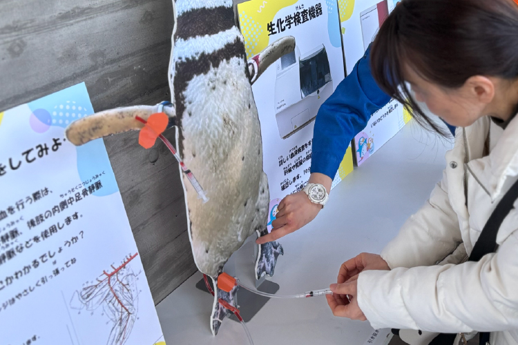 ペンギンのパネルを使って採血体験するようす