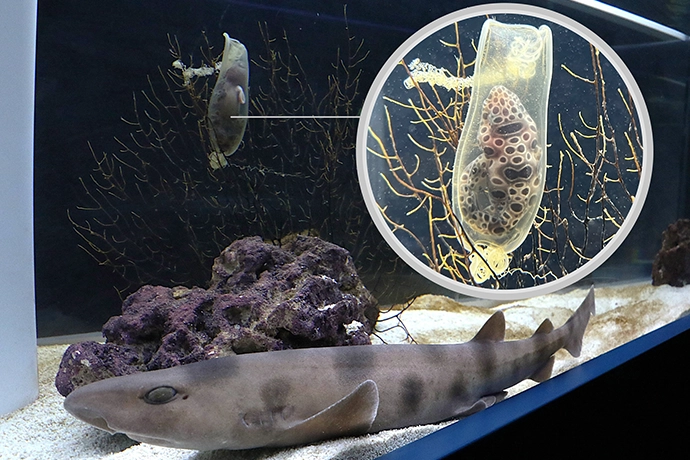 サラワクスウェルシャーク